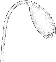 Fallaciella robusta. Capsule. Drawn from holotype, A.J. Fife 8137, CHR 438186.
 Image: R.C. Wagstaff © 2003 British Bryological Society. Reprinted by permission of Informa UK Limited, trading Taylor & Francis Group, https://www.tandfonline.com on behalf of British Bryological Society. Reprinted by permission of Informa UK Limited, trading Taylor & Francis Group, https://www.tandfonline.com on behalf of British Bryological Society.